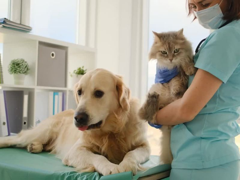 Veterinar drži mačku pored zlatnog retrivera na stolu za pregled.