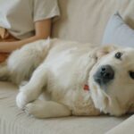 5 znakova da vaš pas ima višak kilograma (i kako da reagujete) gojazan pas leži na krevetu